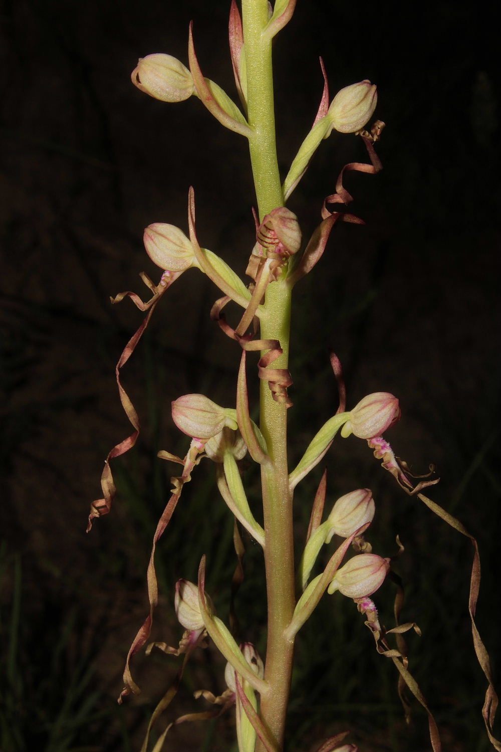 Orchidee Basso PiemonteEntroterra Liguria